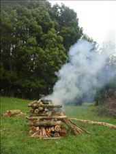 Making a hangi (ground oven), Avonstour: by thomasz, Views[123]