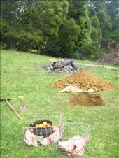 Making a hangi (ground oven), Avonstour: by thomasz, Views[113]