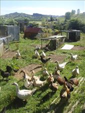 Feeding the poultry, Avonstour: by thomasz, Views[140]