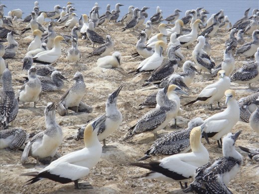 Gannet colony, Cape Kidnappers