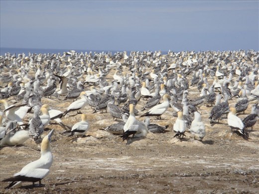 Gannet colony, Cape Kidnappers