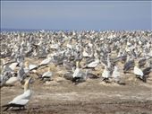 Gannet colony, Cape Kidnappers: by thomasz, Views[219]