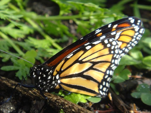 Monarch butterfly