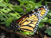 Monarch butterfly: by thomasz, Views[182]