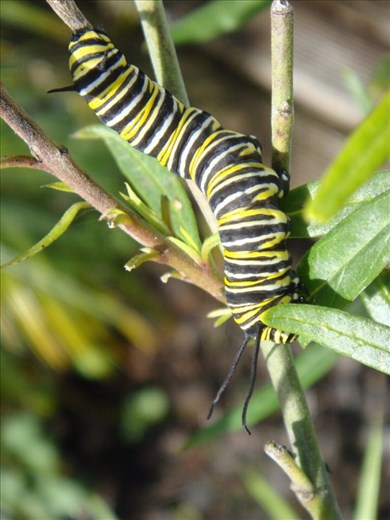 Monarch caterpillar