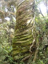 Twisted, Mt Taranaki: by thomasz, Views[162]