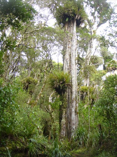 Epiphytes, Mt Taranaki