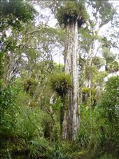 Epiphytes, Mt Taranaki: by thomasz, Views[160]
