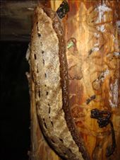 by thomasz, Views[231]