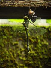 by thomasz, Views[257]