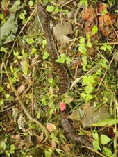 by thomasz, Views[171]