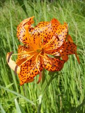 by thomasz, Views[152]