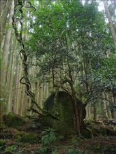 by thomasz, Views[132]