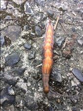 by thomasz, Views[655]