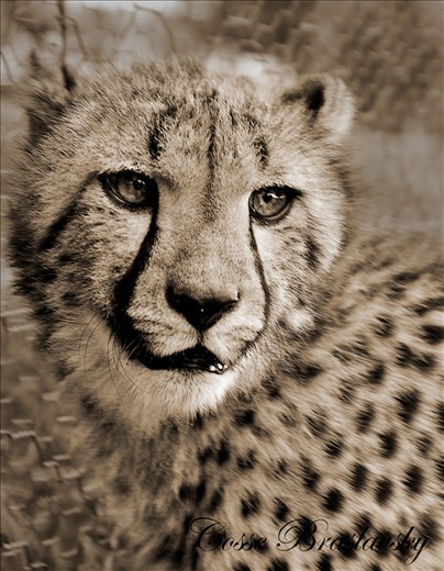 Juvenile Cheetah experience. 