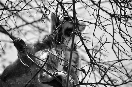Lemur looking at me through the branches. 