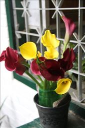 Fresh flowers for the one who created them :): by throughmylens, Views[211]