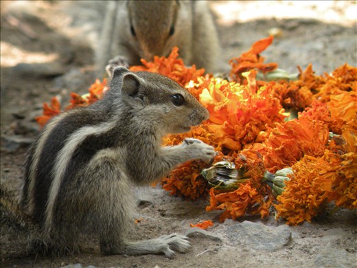 Everyone is equal, even the squirrels are allowed to grab a bite ;)