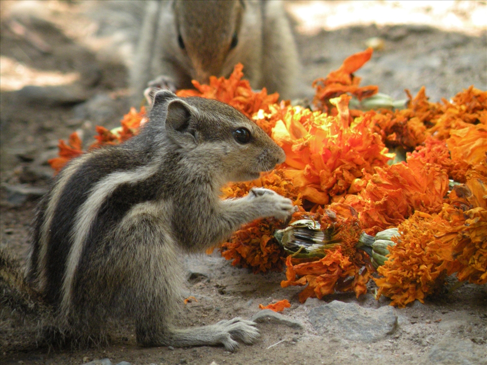 Everyone is equal, even the squirrels are allowed to grab a bite ;)