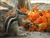 Everyone is equal, even the squirrels are allowed to grab a bite ;): by throughmylens, Views[300]