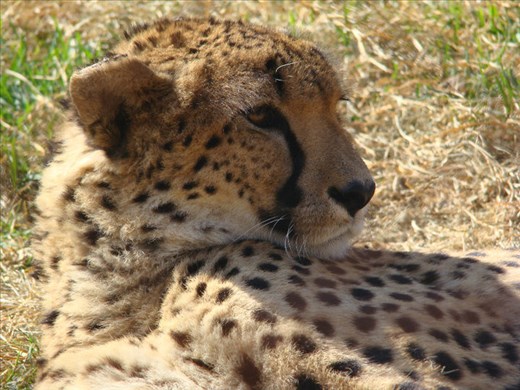 For me, the greatest animal of all 