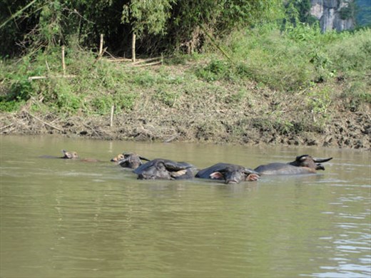 Of buffalo wallowing under a  peaceful river