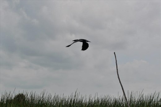 The value of biodiversity and tourism of Tram Chim National Park, Vietnam