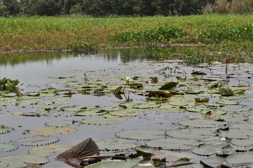 The value of biodiversity and tourism of Tram Chim National Park, Vietnam