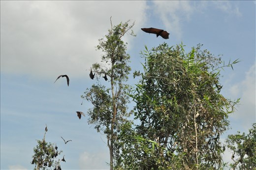 Bat array is famous address of national parks
