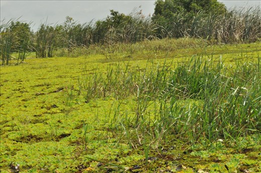 Landscape biodiversity of national parks