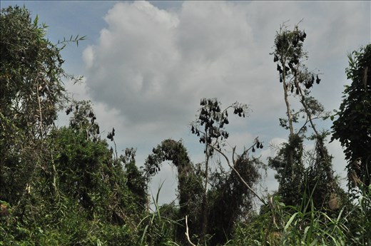 Bat array is famous address of national parks