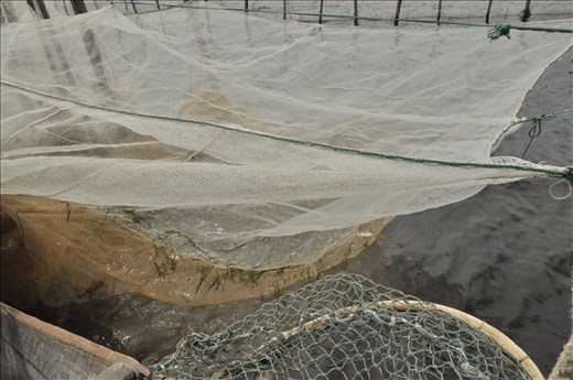 Tam Giang Cau Hai Lagoon, Vietnam