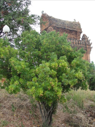 Mysterious tower Poklongarai, Vietnam