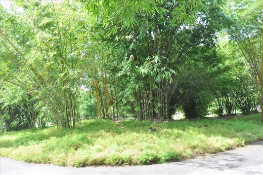 Where Convergence beautiful flowers and rare plants of the world