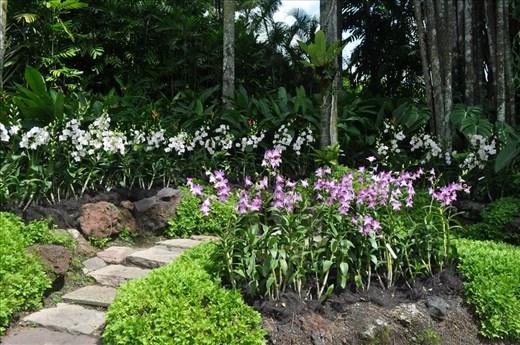 Where Convergence beautiful flowers and rare plants of the world