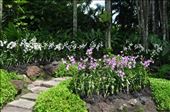 Where Convergence beautiful flowers and rare plants of the world: by thuynguyen, Views[230]