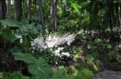 Where Convergence beautiful flowers and rare plants of the world: by thuynguyen, Views[377]