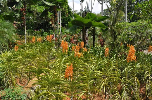 Where Convergence beautiful flowers and rare plants of the world