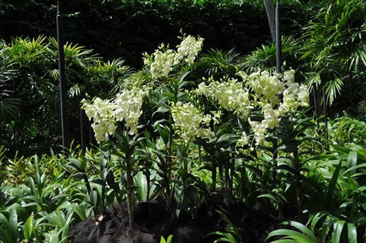 Where Convergence beautiful flowers and rare plants of the world