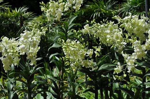 Where Convergence beautiful flowers and rare plants of the world