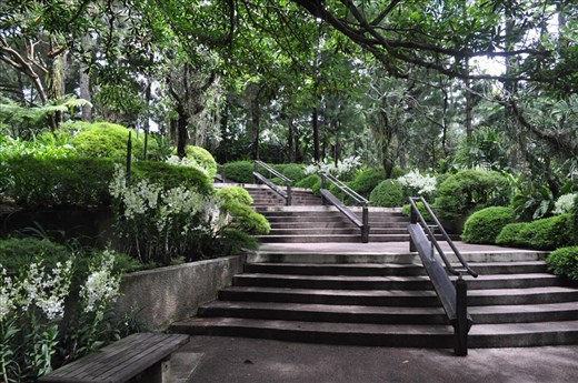 Where Convergence beautiful flowers and rare plants of the world