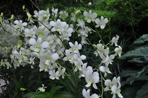 Where Convergence beautiful flowers and rare plants of the world