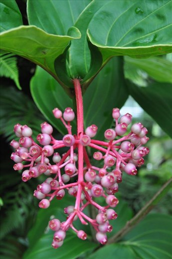 Where Convergence beautiful flowers and rare plants of the world