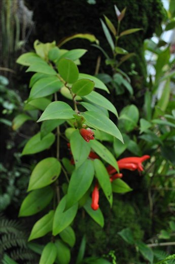 Where Convergence beautiful flowers and rare plants of the world