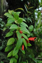 Where Convergence beautiful flowers and rare plants of the world: by thuynguyen, Views[349]