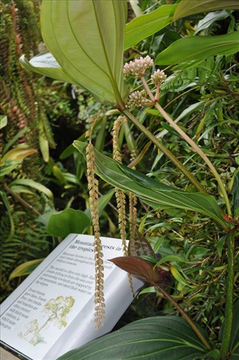 Where Convergence beautiful flowers and rare plants of the world