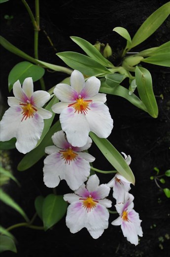 Where Convergence beautiful flowers and rare plants of the world