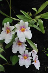 Where Convergence beautiful flowers and rare plants of the world: by thuynguyen, Views[192]