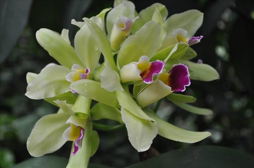 Where Convergence beautiful flowers and rare plants of the world