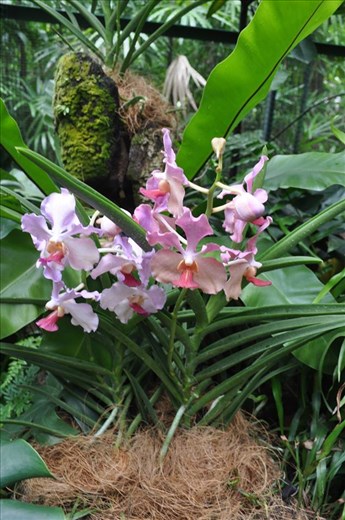 Where Convergence beautiful flowers and rare plants of the world